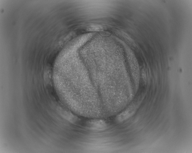 X0000076250322200610191655