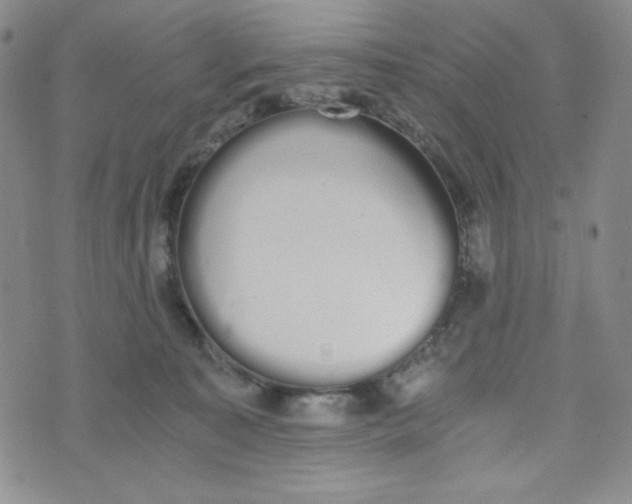 X0000076250323200610191655