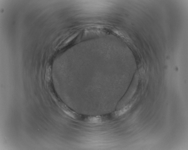 X0000076250325200610191655