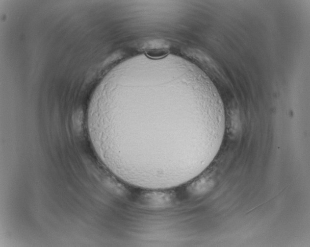 X0000076250326200610191655