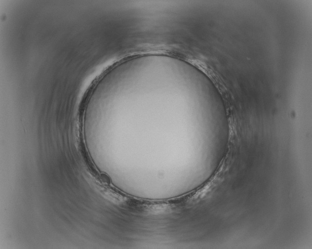 X0000076250342200610191654