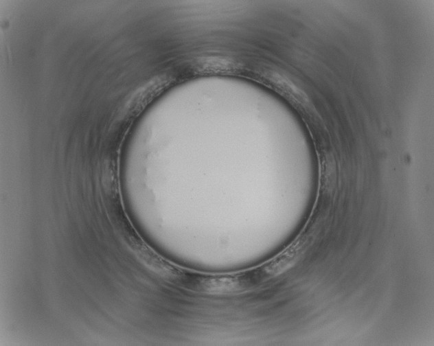 X0000076250361200610191654