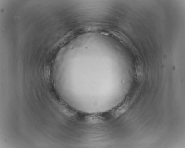 X0000076250372200610191655