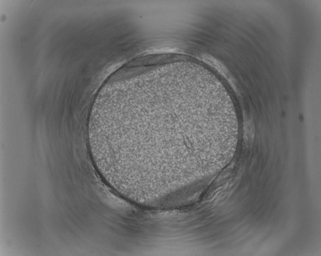 X0000076250385200610191654