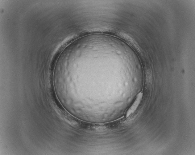 X0000076250395200610191654