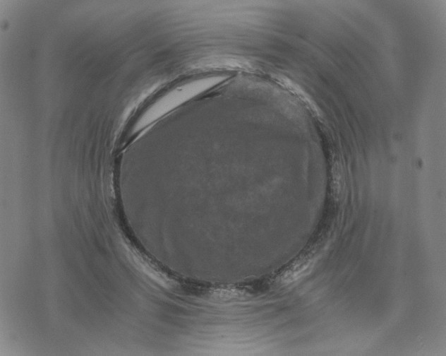 X0000076250399200610191654