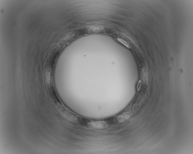 X0000076250417200610191654