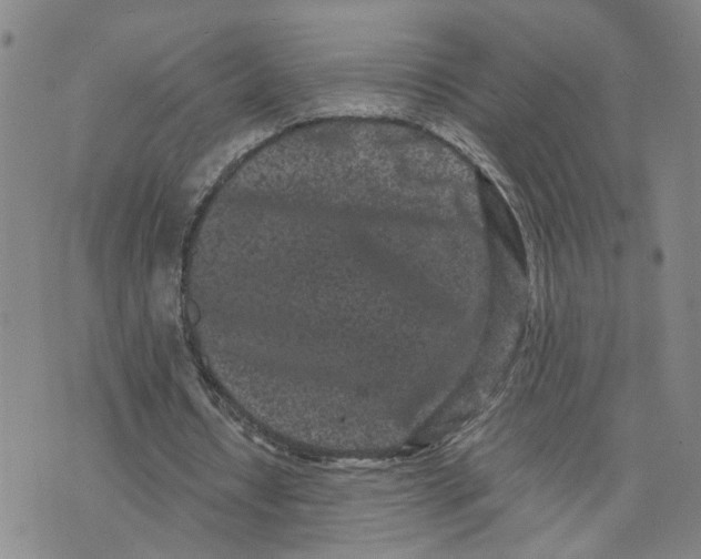 X0000076250434200610191653