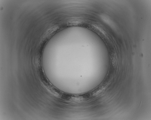 X0000076250455200610191653