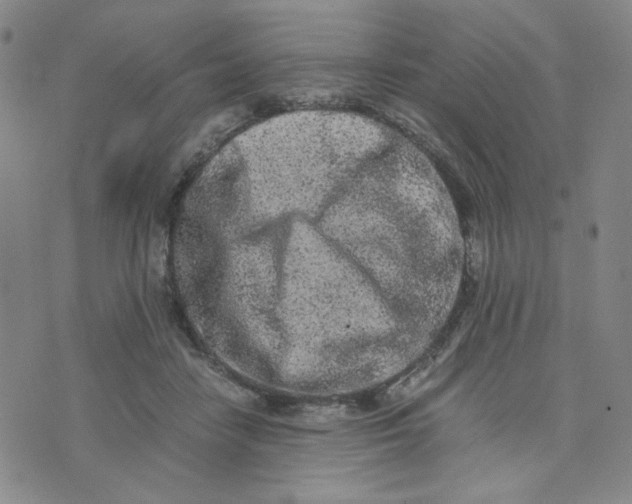 X0000076250458200610191653