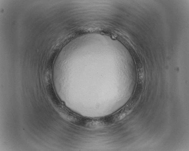 X0000076250503200610191652