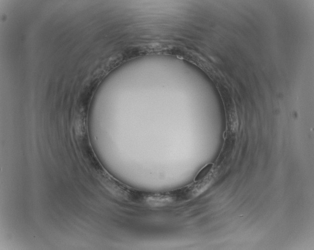 X0000076250515200610191652