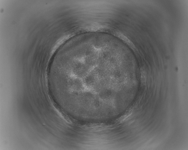 X0000076250626200610191649