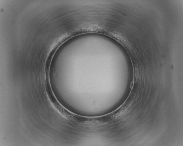 X0000076250630200610191649