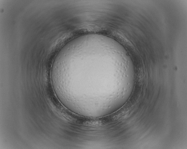 X0000076250639200610191650