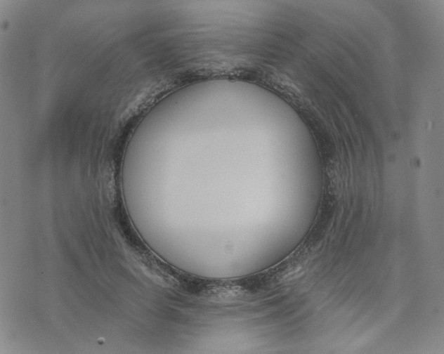 X0000076250642200610191650