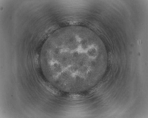 X0000076250650200610191650