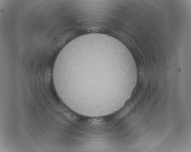 X0000076250660200610191650