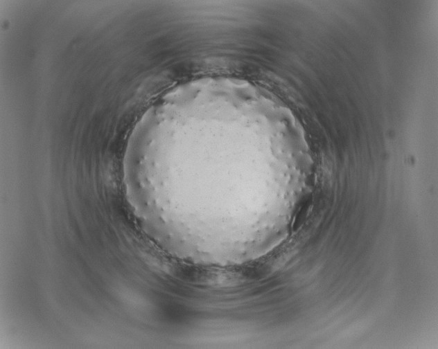 X0000076250663200610191650