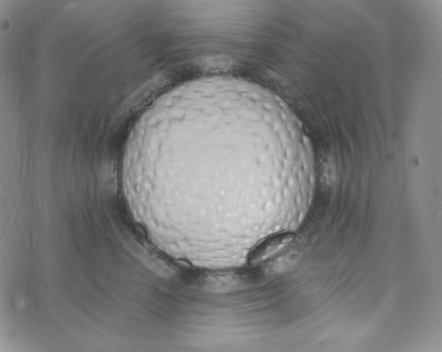 X0000076250666200610191650