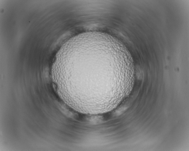 X0000076250670200610191650