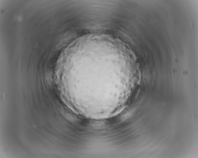 X0000076250671200610191650