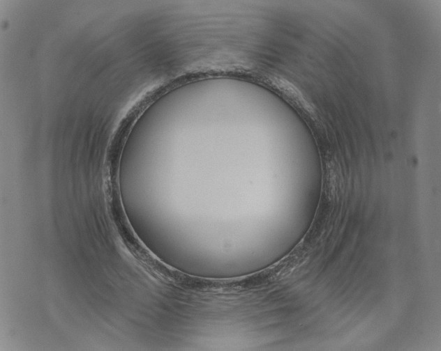 X0000076250680200610191649