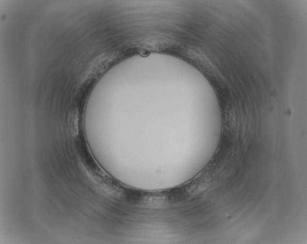 X0000076250694200610191649