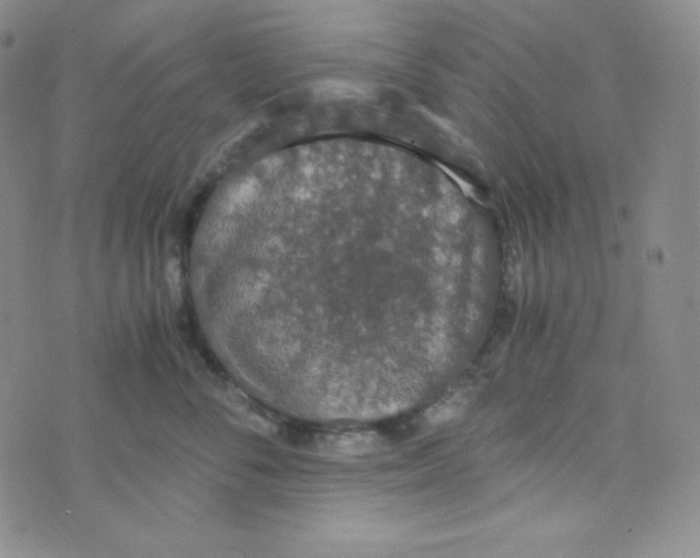 X0000076250716200610191649