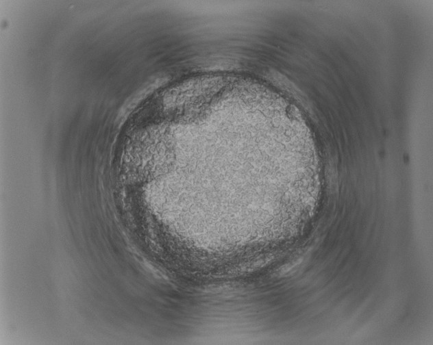 X0000076250721200610191648