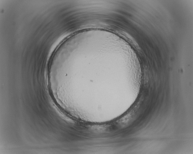 X0000076250796200610191647