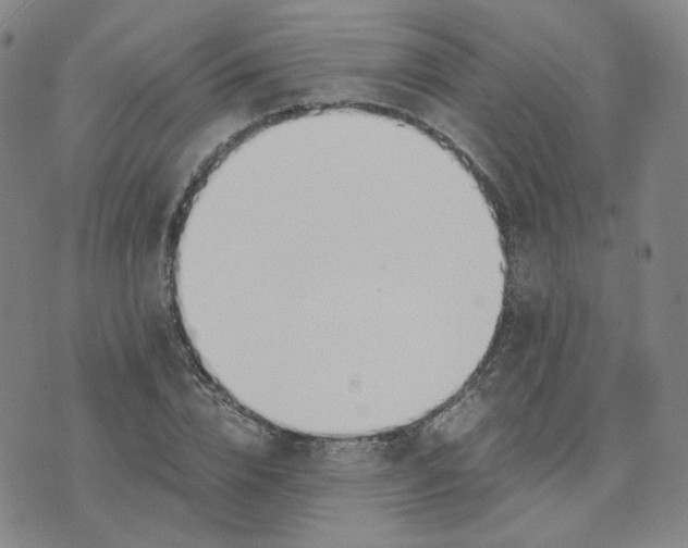 X0000076250832200610191646