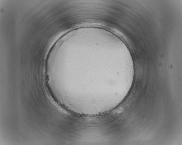 X0000076250852200610191647