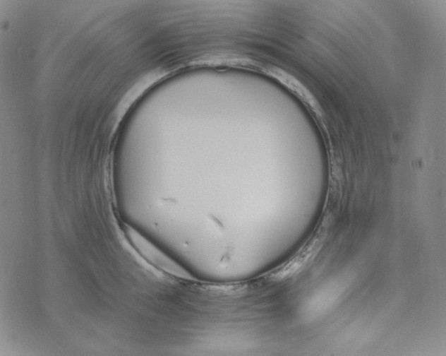 X0000076250855200610191647