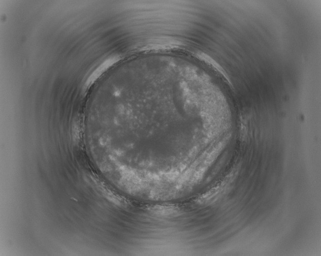 X0000076250874200610191646