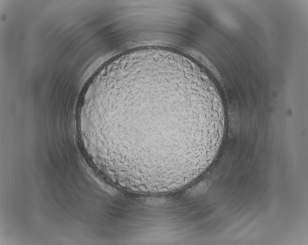 X0000076250890200610191646