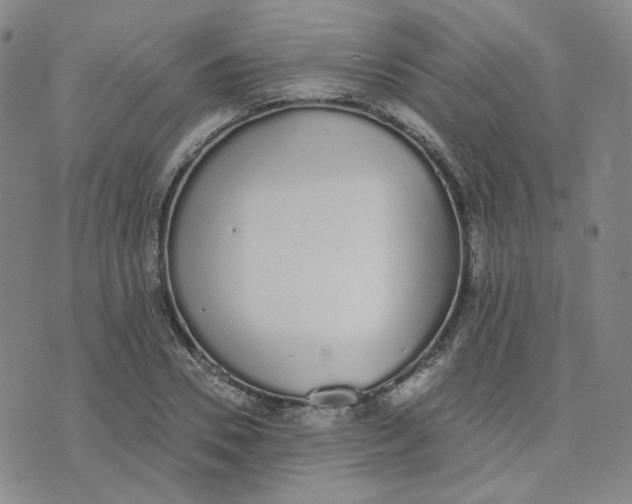 X0000076250930200610191645