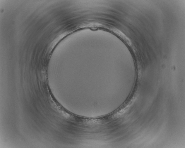 X0000076250945200610191645