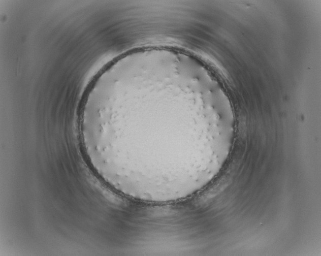 X0000076250990200610191644