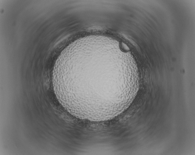 X0000076251015200610191643