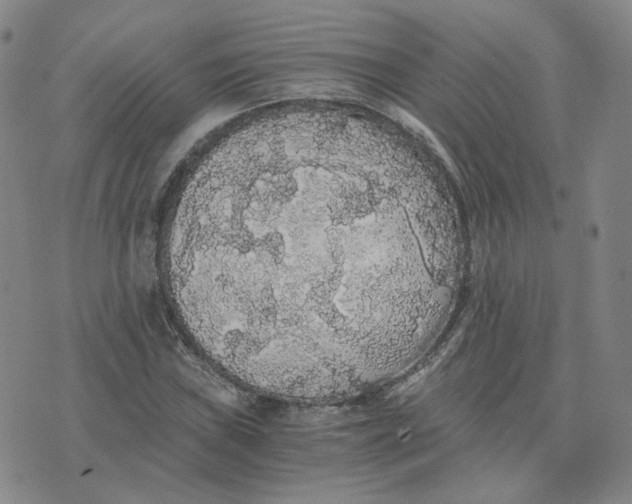 X0000076251019200610191643