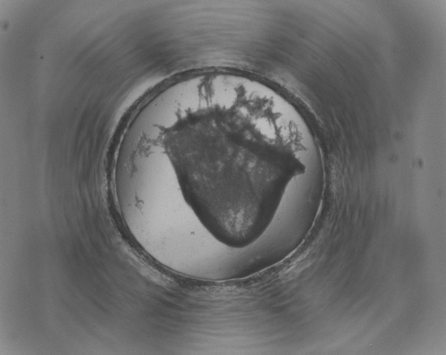 X0000076251024200610191643