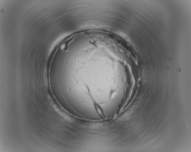 X0000076251030200610191643