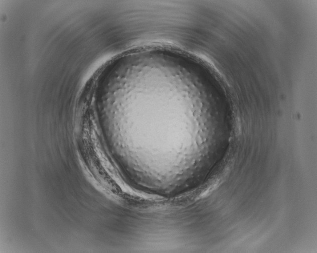 X0000076251038200610191644