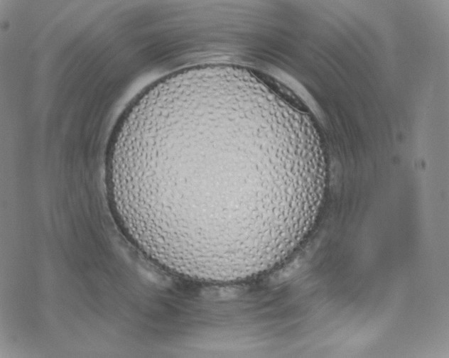 X0000076251051200610191644