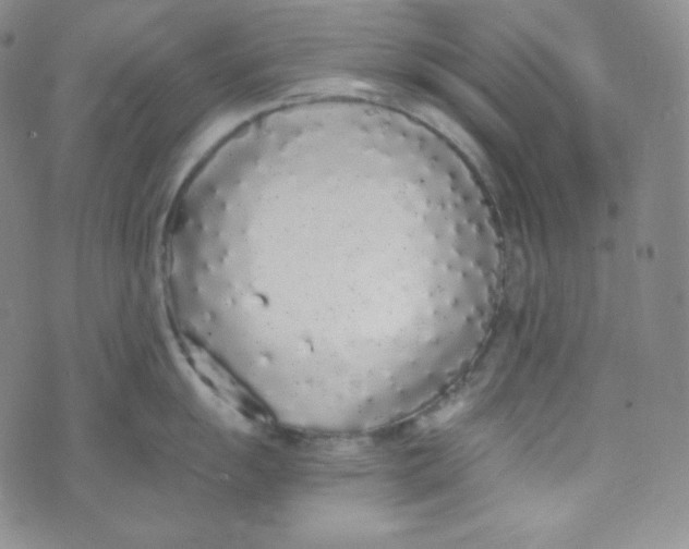 X0000076251055200610191644