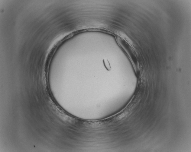 X0000076251072200610191643