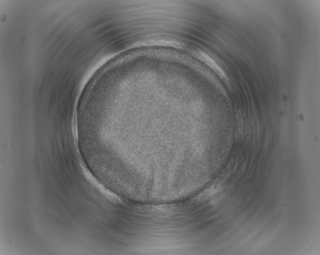 X0000076251084200610191643