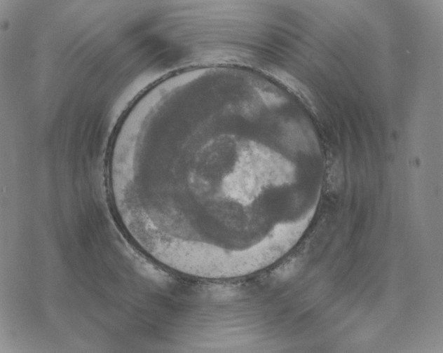 X0000076251086200610191643