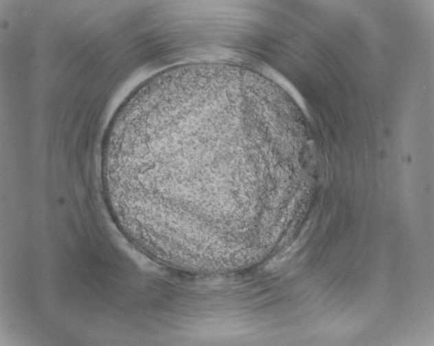 X0000076251099200610191642